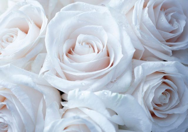 White roses with water drops on petals
